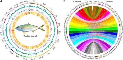 A Chromosome-Level Genome Assembly of Yellowtail Kingfish (Seriola lalandi)